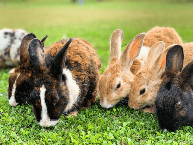 Can Rabbits Eat Cilantro Stems